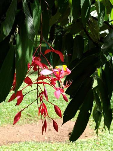 Dambulla_monastery,_Spicy-Farm,_Kandy,_DSC06453B_H600