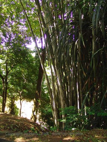 Dambulla_monastery,_Spicy-Farm,_Kandy,_DSC06462B_H600