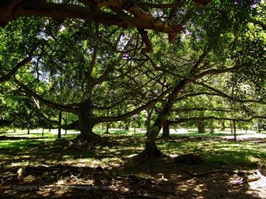 Dambulla_monastery,_Spicy-Farm,_Kandy,_DSC06463B_H600