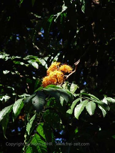 Dambulla_monastery,_Spicy-Farm,_Kandy,_DSC06465B_H600