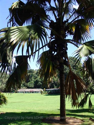 Dambulla_monastery,_Spicy-Farm,_Kandy,_DSC06475B_H600