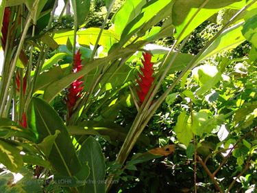 Dambulla_monastery,_Spicy-Farm,_Kandy,_DSC06481B_H600