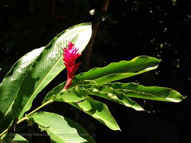 Dambulla_monastery,_Spicy-Farm,_Kandy,_DSC06482B_H600