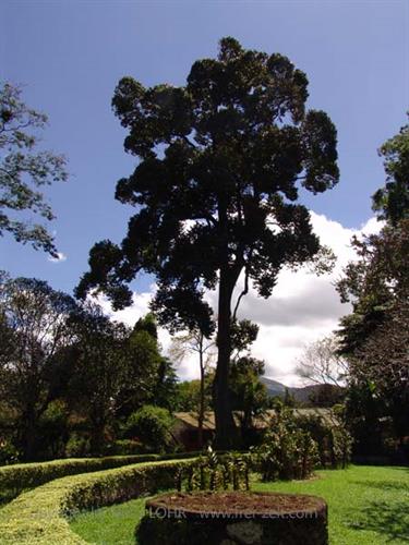 Dambulla_monastery,_Spicy-Farm,_Kandy,_DSC06490B_H600