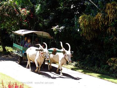 Dambulla_monastery,_Spicy-Farm,_Kandy,_DSC06493B_H600