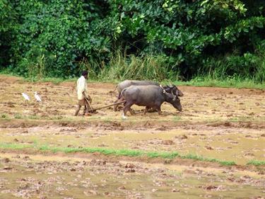 Kandy,_Elephant_camp,_DSC06506B_H600