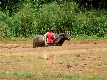 Kandy,_Elephant_camp,_DSC06509B_H600