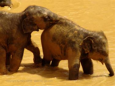 Kandy,_Elephant_camp,_DSC06533C_H600