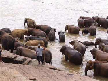 Kandy,_Elephant_camp,_DSC06559B_H600