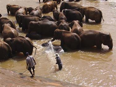 Kandy,_Elephant_camp,_DSC06561B_H600