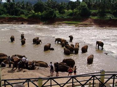 Kandy,_Elephant_camp,_DSC06570B_H600