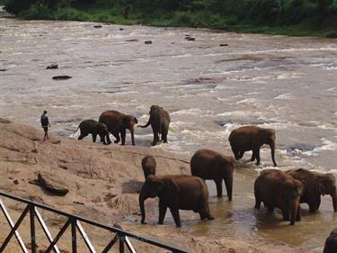 Kandy,_Elephant_camp,_DSC06580B_H600