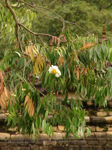 Kandy,_the_temple_of_the_holy_tooth,_DSC06603B_H600