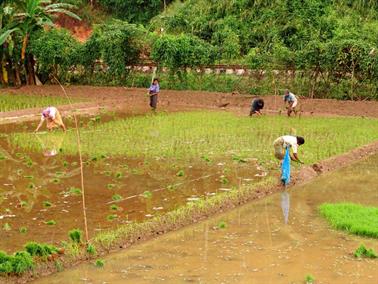 Kandy_to_Nuwara_Eliya,_DSC06793B_H600