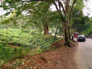 Kandy_to_Nuwara_Eliya,_DSC06810B_H600