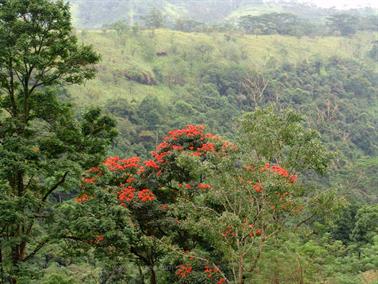 Kandy_to_Nuwara_Eliya,_DSC06815B_H600