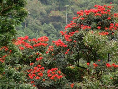 Kandy_to_Nuwara_Eliya,_DSC06817B_H600