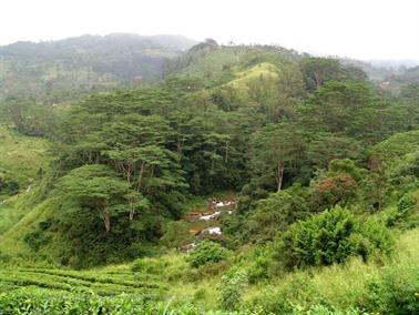 Kandy_to_Nuwara_Eliya,_DSC06826B_H600