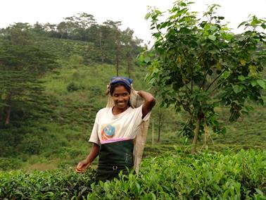 Kandy_to_Nuwara_Eliya,_DSC06835B_H600