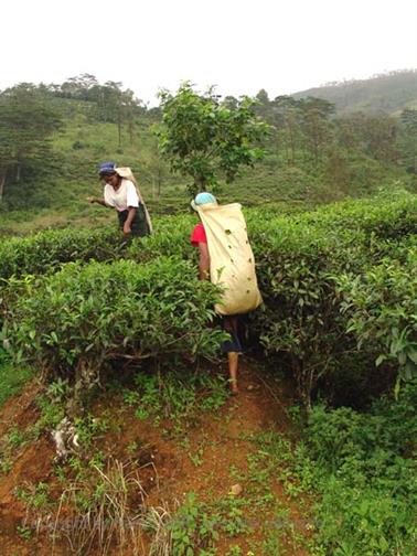 Kandy_to_Nuwara_Eliya,_DSC06836B_H600