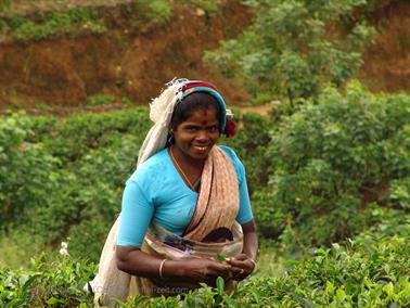 Kandy_to_Nuwara_Eliya,_DSC06841C_H600