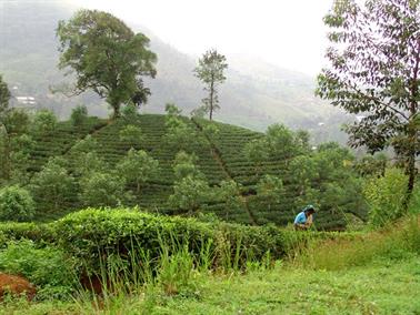 Kandy_to_Nuwara_Eliya,_DSC06842B_H600