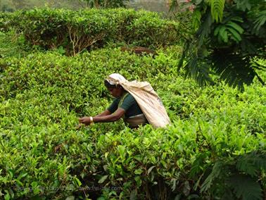 Kandy_to_Nuwara_Eliya,_DSC06843B_H600