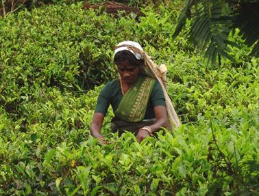 Kandy_to_Nuwara_Eliya,_DSC06844B_H600