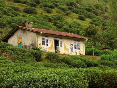 Kandy_to_Nuwara_Eliya,_DSC06850C_H600