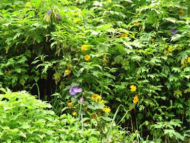 Kandy_to_Nuwara_Eliya,_DSC06851B_H600