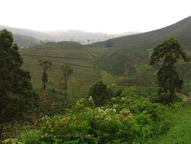 Kandy_to_Nuwara_Eliya,_DSC06852B_H600