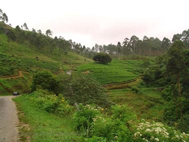 Kandy_to_Nuwara_Eliya,_DSC06853B_H600