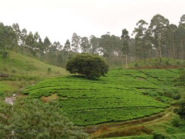 Kandy_to_Nuwara_Eliya,_DSC06854B_H600