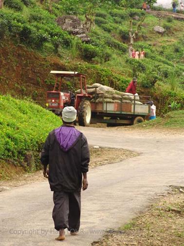 Kandy_to_Nuwara_Eliya,_DSC06858B_H600