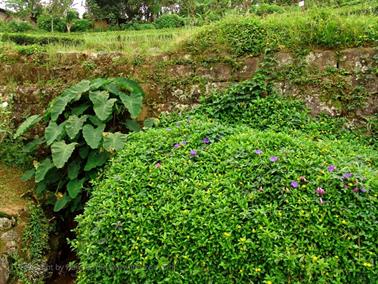 Kandy_to_Nuwara_Eliya,_DSC06859B_H600