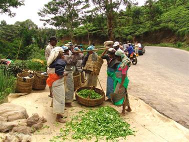 Kandy_to_Nuwara_Eliya,_DSC06864B_H600