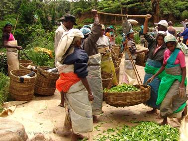 Kandy_to_Nuwara_Eliya,_DSC06865B_H600