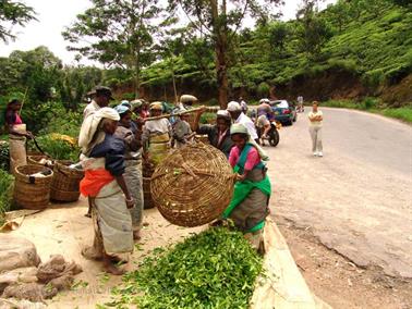 Kandy_to_Nuwara_Eliya,_DSC06866B_H600