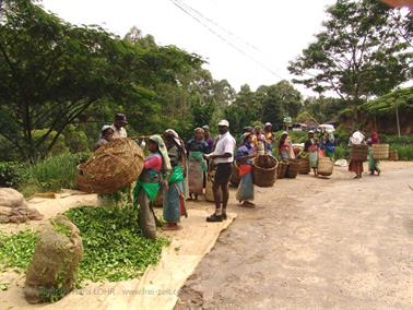 Kandy_to_Nuwara_Eliya,_DSC06868B_H600