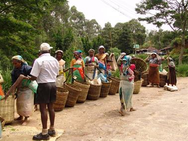 Kandy_to_Nuwara_Eliya,_DSC06869B_H600