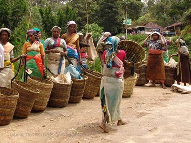 Kandy_to_Nuwara_Eliya,_DSC06869C_H600