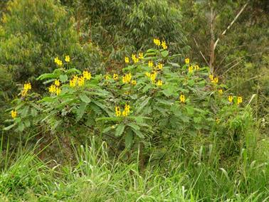 Kandy_to_Nuwara_Eliya,_DSC06878B_H600