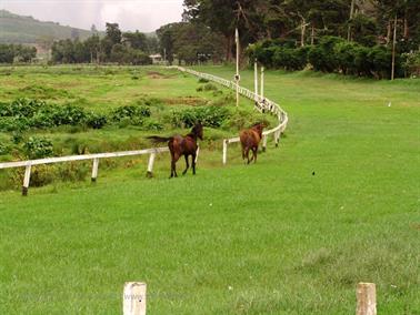 Kandy_to_Nuwara_Eliya,_DSC06896B_H600