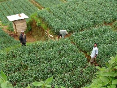 Kandy_to_Nuwara_Eliya,_DSC06910B_H600