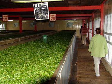 Kandy_to_Nuwara_Eliya,_DSC06918B_H600