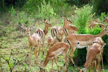 Safari_Tansania_1999_06_26,_83150165_720