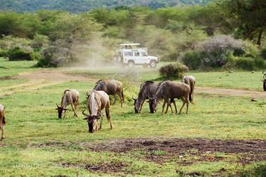 Safari_Tansania_1999_06_26,_83150168_720