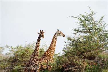 Safari_Tansania_1999_06_26,_83150169_720