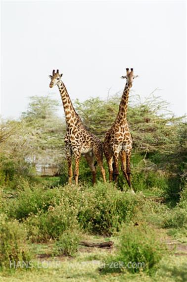 Safari_Tansania_1999_06_26,_83150170_720