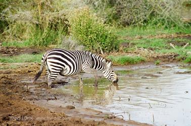 Safari_Tansania_1999_06_26,_83150172_720